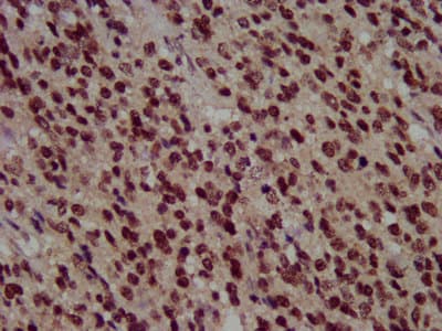 HIST1H3A Antibody