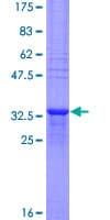 Human MTCP1NB Protein (Recombinant GST)
