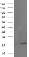 CR6 / GADD45G Antibody (clone OTI1E4)
