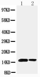 SUMO1 / SMT3 Antibody (aa15-30)