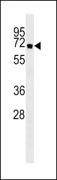 ATG16L1 / ATG16L Antibody (aa161-190)