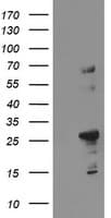 Monoclonal Mouse anti-Human Paraplegin / SPG7 Antibody (clone OTI1D2, WB)