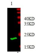 PDGF-BB Antibody (Preservative Free)