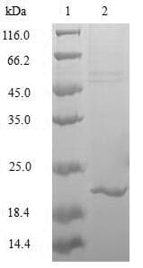 Human MAFK Protein (Recombinant 10His, N-terminus + Myc, C-terminus)