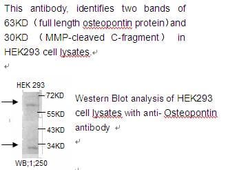 SPP1 / Osteopontin Antibody
