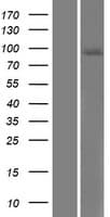 SEMA4B / Semaphorin 4B Protein (Over-Expression Lysate Myc-DDK (Flag))