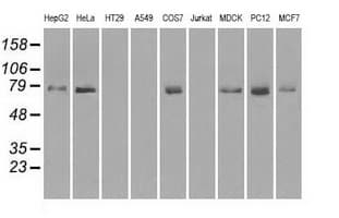 KIND2 / FERMT2 Antibody (clone OTI14A11)
