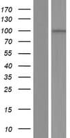 AKNAD1 Protein (Over-Expression Lysate Myc-DDK (Flag))