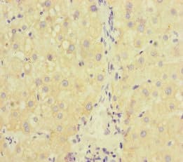 RAB18 Antibody