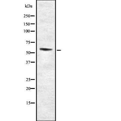 SOX10 Antibody