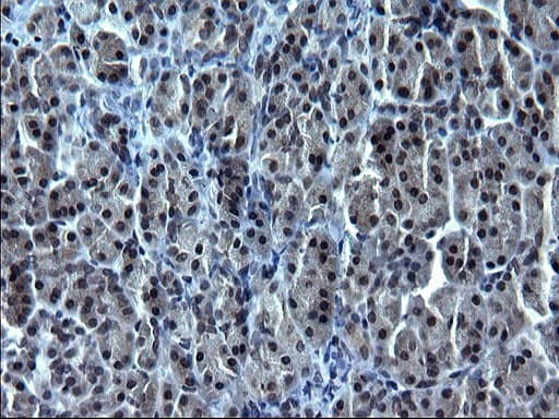 SMAD1 Antibody (clone OTI1E2, Carrier-free)