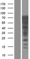 LRRC36 Protein (Over-Expression Lysate Myc-DDK (Flag))