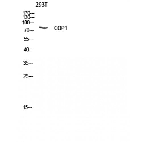 RFWD2 / COP1 Antibody (330-410 aa)