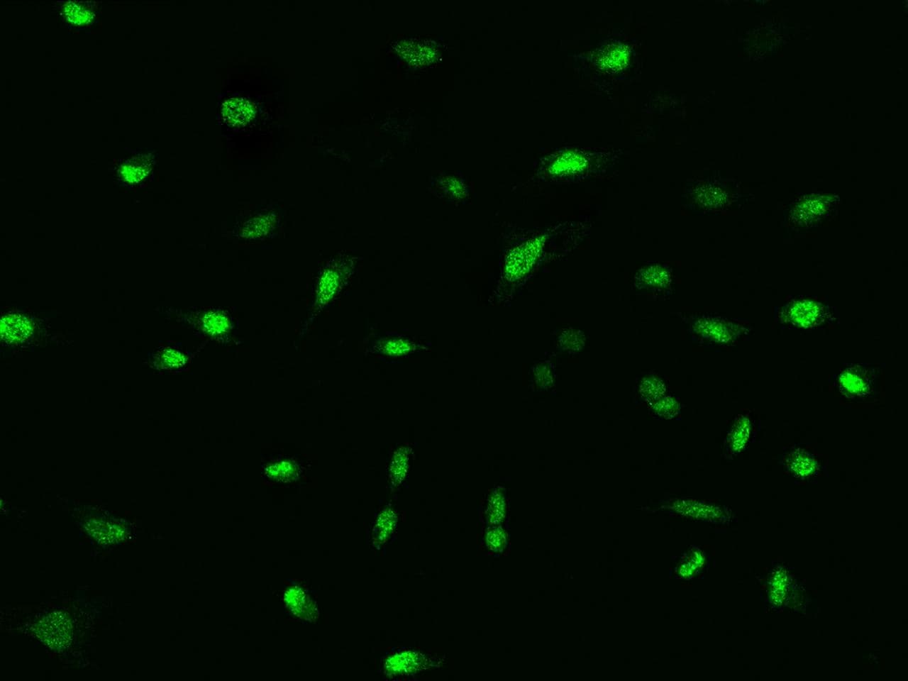 BMI1 / PCGF4 Antibody