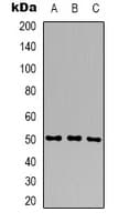 GPT2 / ALT2 Antibody (Internal)