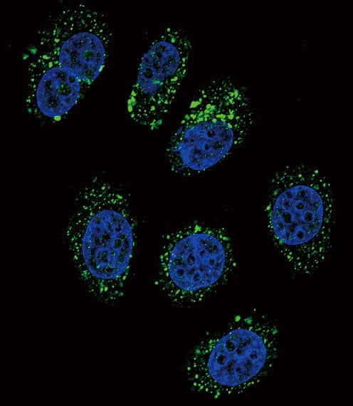 IHC-plus™ CHGA / Chromogranin A Antibody (aa376-404)