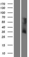 Human OR6V1 Protein (Over-Expression Lysate Myc-DDK (Flag))