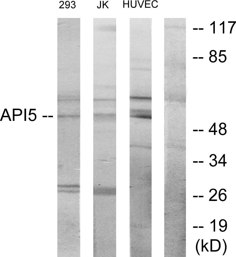 IHC-plus™ Polyclonal Rabbit anti-Human API5 Antibody (aa421-470, IHC, WB)