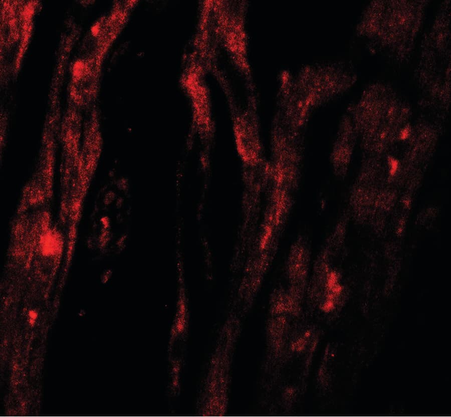 IHC-plus™ Polyclonal Rabbit anti-Human SHQ1 Antibody (IHC, IF, WB)