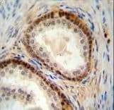NUDT8 Antibody (aa42-70)