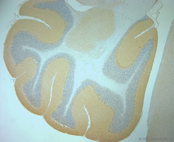 Polyclonal Rabbit anti-Mouse TMEM37 Antibody (aa160-211, IHC)