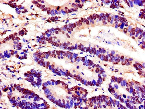 PDEF / SPDEF Antibody (aa145-247)