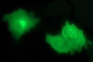 CD44 Antibody (clone OTI1C8)