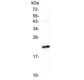 AES / Groucho Antibody
