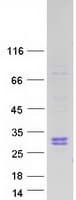 Human RNASE10 Protein (Recombinant Myc-DDK (Flag))