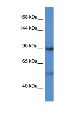 LPIN2 / Lipin 2 Antibody (C-Terminus)