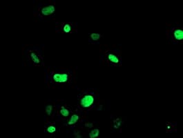 FOXI1 Antibody (clone OTI4F5)