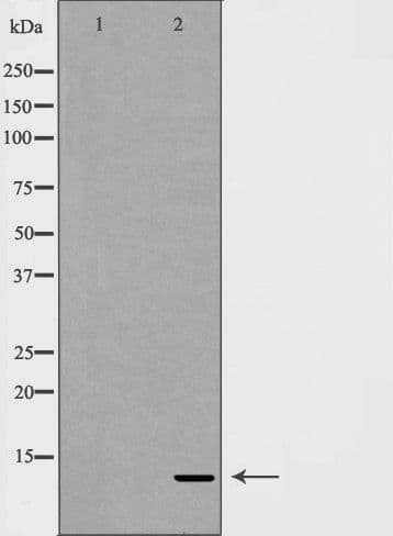 SUMO3 Antibody