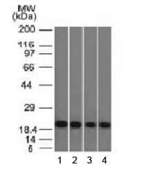 Ferritin Antibody (clone FTL/1386, Azide-free, BSA-free)