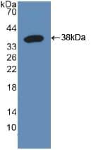 RFTN1 / Raftlin Antibody (aa288-520, Cy3)