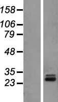 MRPL10 Protein (Over-Expression Lysate Myc-DDK (Flag))