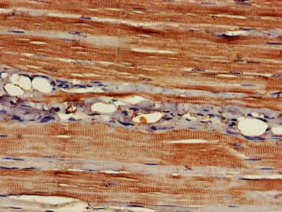 Polyclonal Rabbit anti-Human EAPP Antibody (IHC, WB)