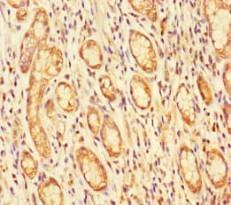 FBLN7 / Fibulin 7 Antibody