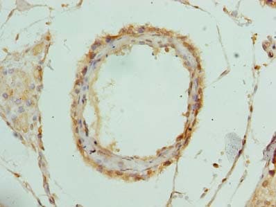 RPL39L Antibody