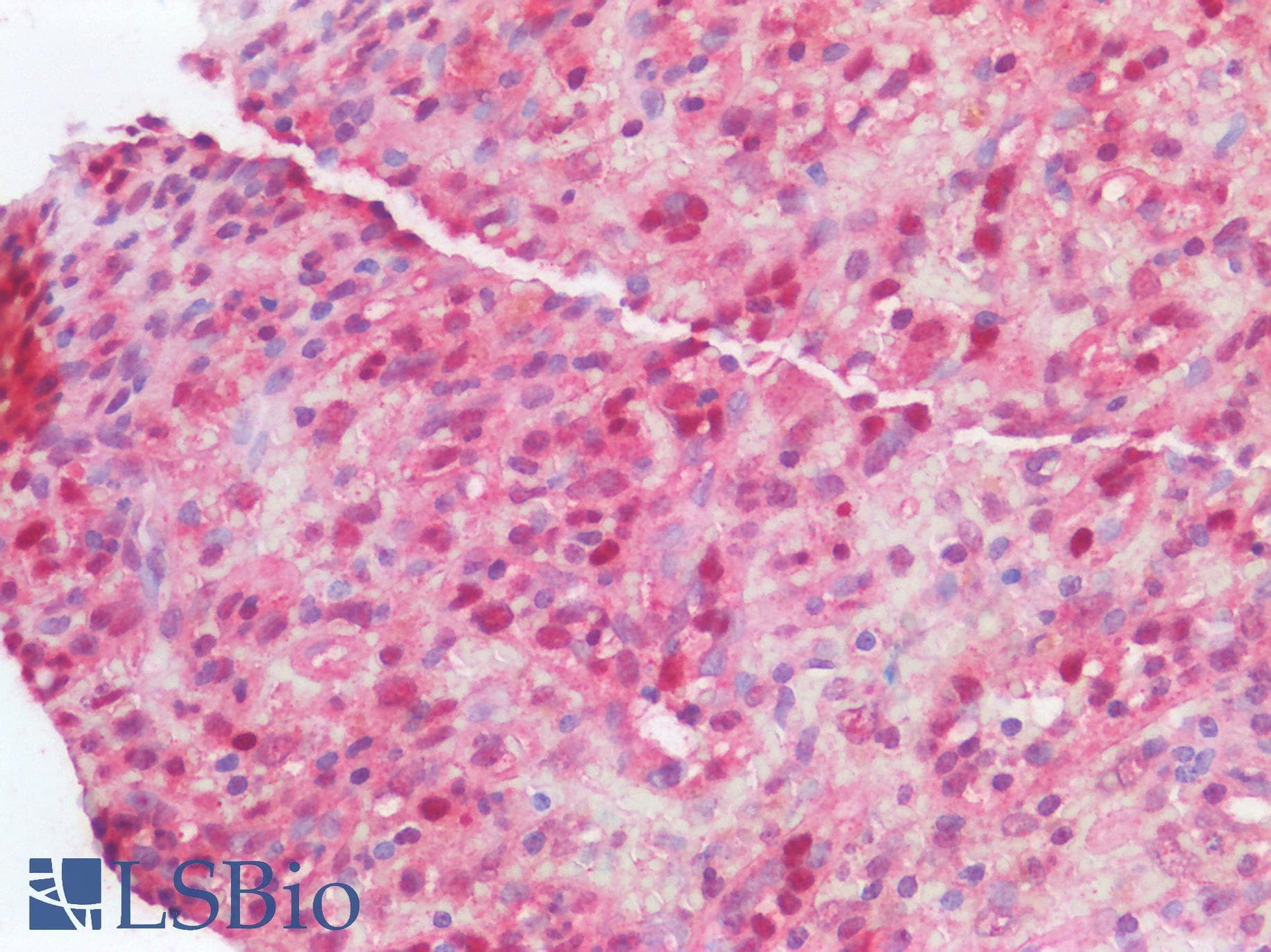 PathPlus™ Polyclonal Rabbit anti-Human APC Antibody (aa2794-2843, IHC, WB)