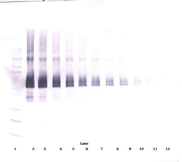 DLL4 Antibody (Biotin)