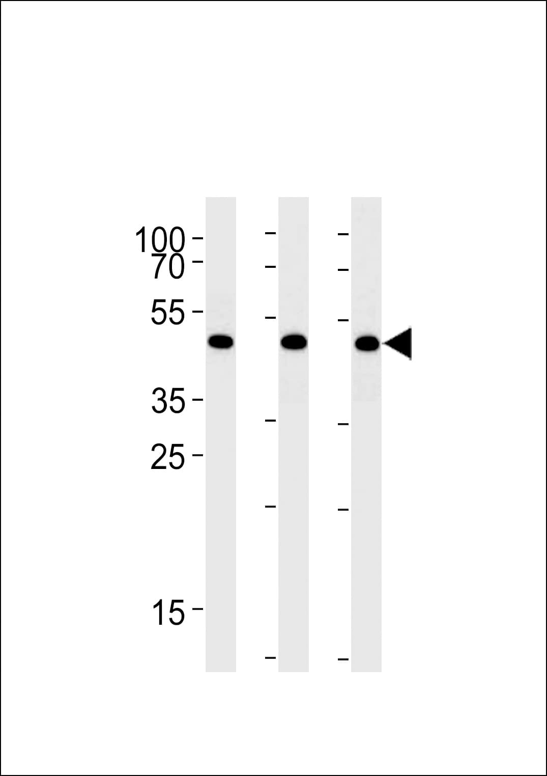 DDX39B / UAP56 Antibody (aa351-380)