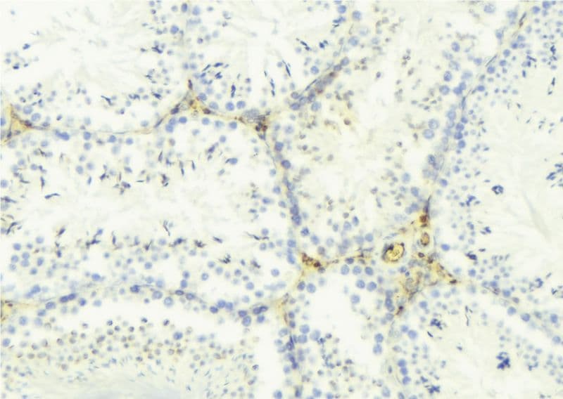 NXPH4 Antibody