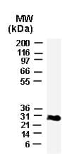IHC-plus™ Polyclonal Rabbit anti-Human BCL2L1 / BCL-XL Antibody (aa46-66, IHC, WB)