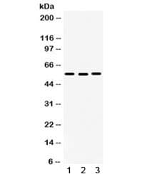 CDC25C Antibody