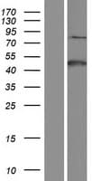 Human FOLH1 / PSMA Protein (Over-Expression Lysate Myc-DDK (Flag))