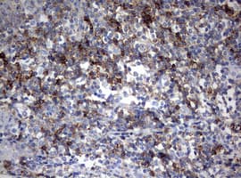 CD99 Antibody (clone OTI1A4)