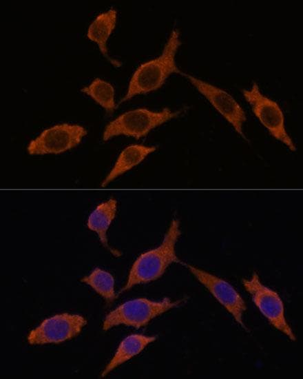 INMT Antibody
