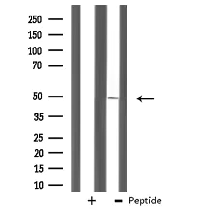 ZNF191 / ZNF24 Antibody