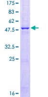 Human FAM3B Protein (Recombinant GST)