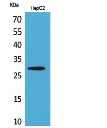 CD69 Antibody